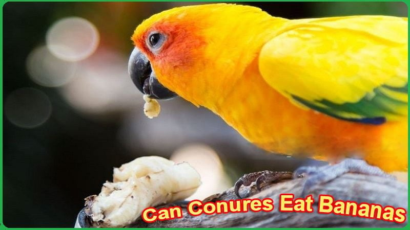 Can Conures Eat Bananas